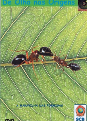 A maravilha das formigas